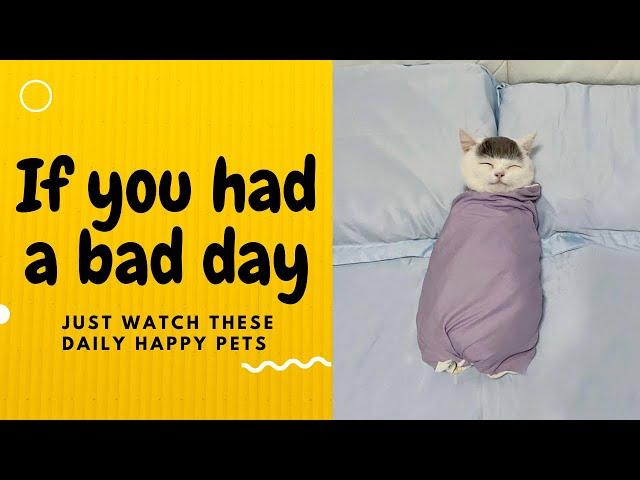 If you had a bad day, just watch these daily happy pets | Day 113