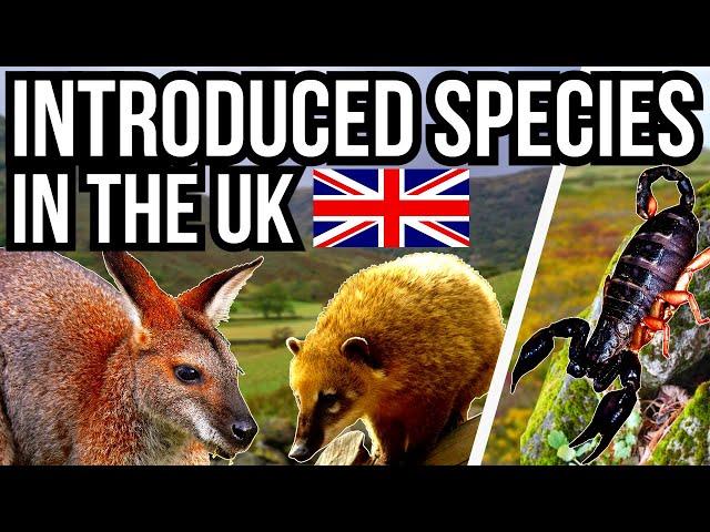 5 Introduced And Non Native Species In The UK