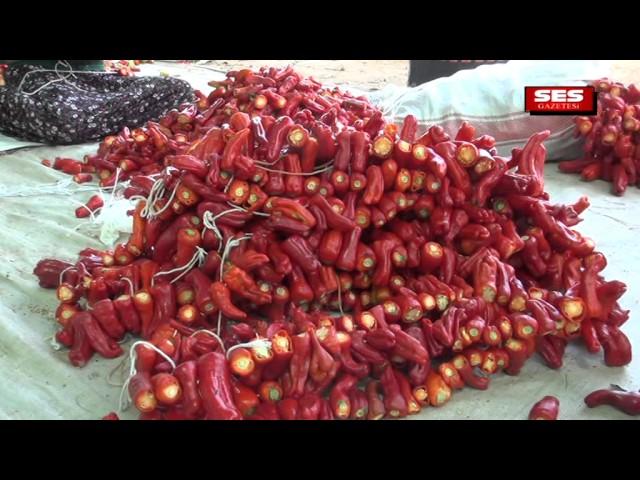 Nazilli'de kurutmalık sezonu başladı