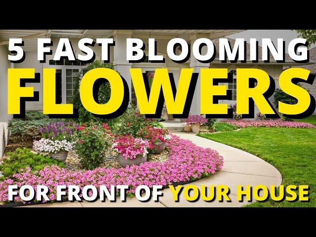 5 Fast Blooming Flowers for Front of Your House 