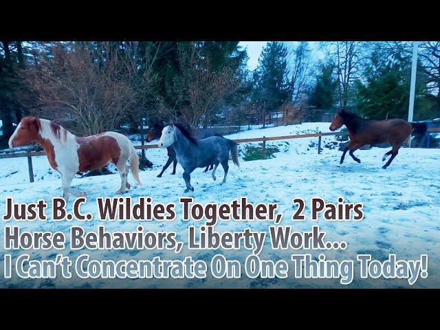 Just B.C. Wildies, 2 Pairs, Horse Behaviors, Liberty Work... I Can't Concentrate On One Thing Today!