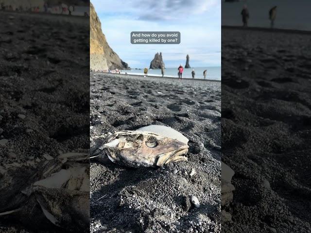 Watch this before you visit Reynisfjara, Iceland's most dangerous black sand beach ️ #iceland