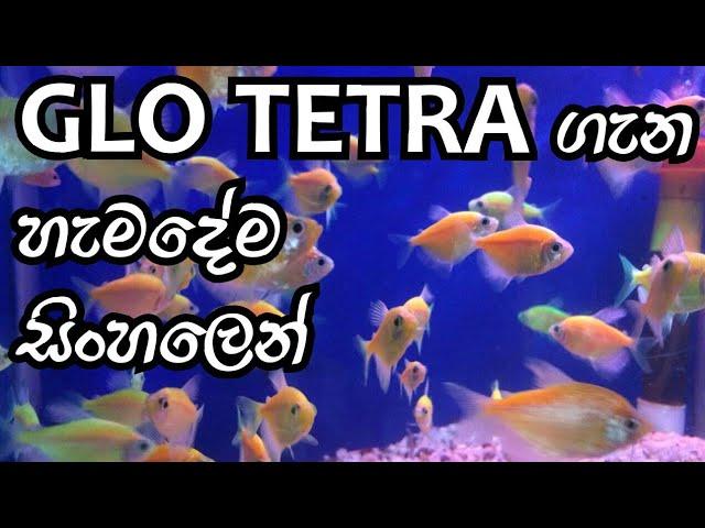 glo tetra fish care in sinhala/  D.H FISH ADVISOR