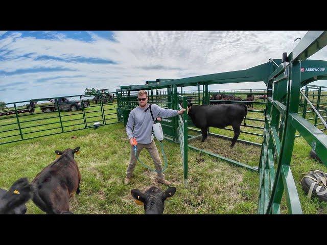 Green Grass and Black Cattle