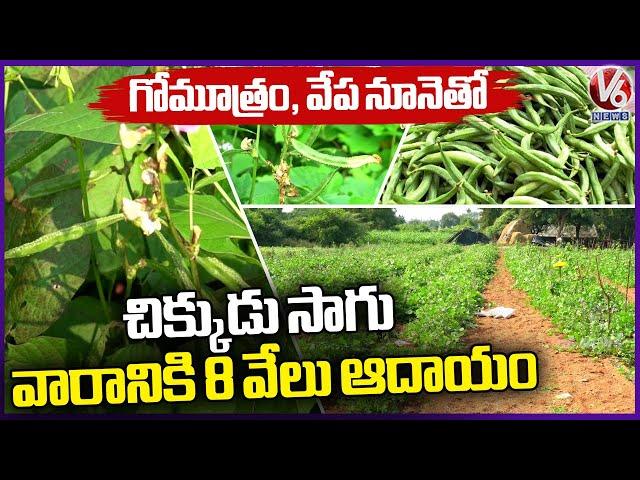 Broad Beans (Chikkudukaya) Farming | Farmer Earn Huge Profits | Rangareddy | V6 News