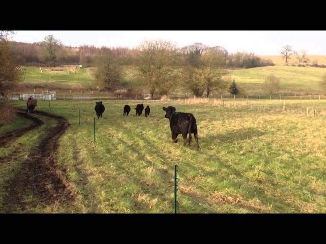 Dexter cattle running