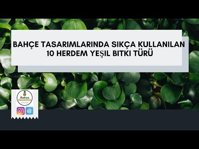 Bahçe Tasarımında kullanilan 10 Her Dem Yeşil Bitki Türü Önerisi