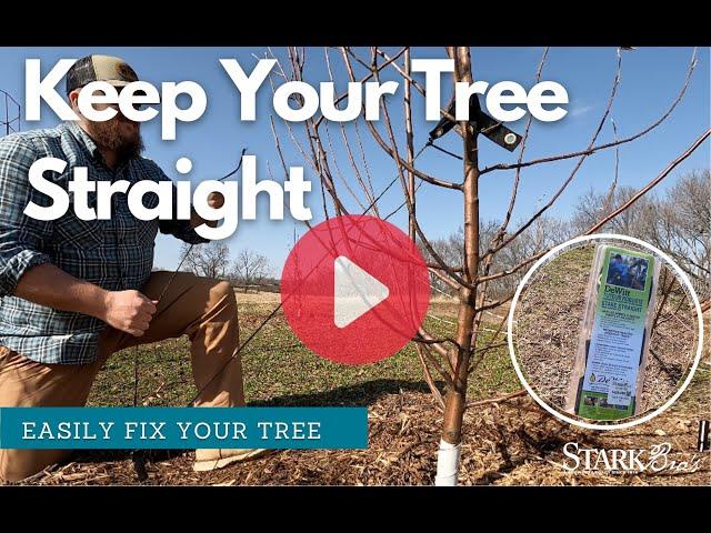 How to Straighten A Tree- Keep Your Fruit Trees Straight