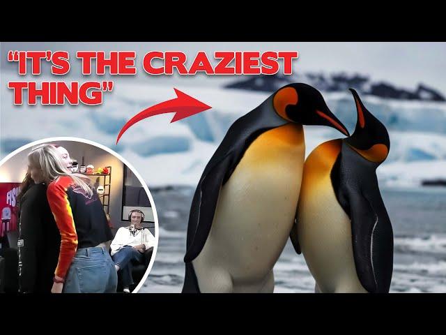 The Way Penguins Mate Will Shock You.... (Fishbowl Clip)