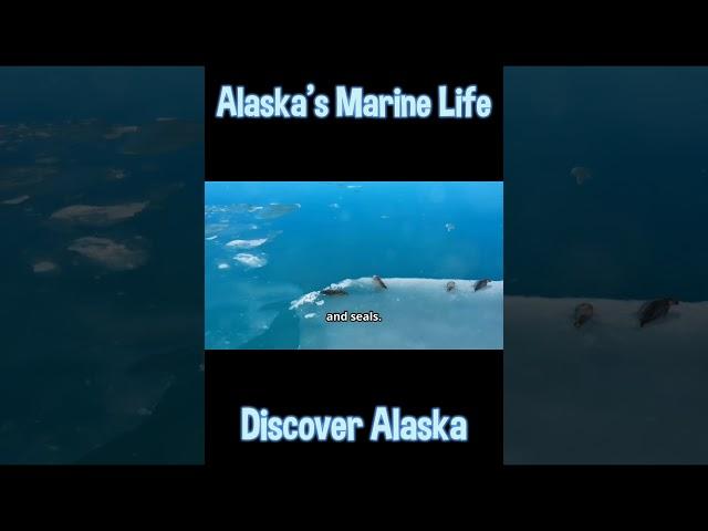 Discover Alaska: Alaska's Marine Life #virtualtravelescapades #Alaska #AlaskaMarineLife