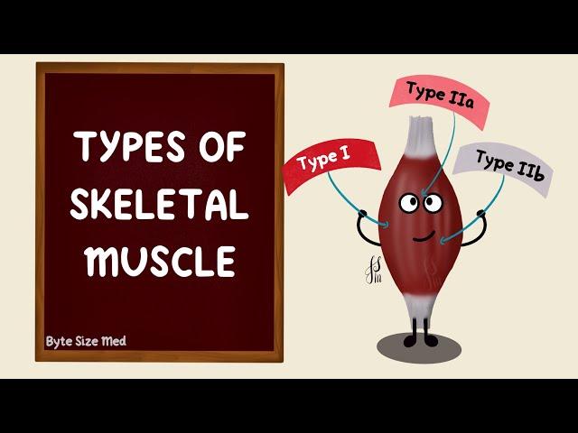 Types of Skeletal Muscle | Fast Twitch Slow Twitch Fibres | Type 1 Type 2 Fibres | Muscle Physiology