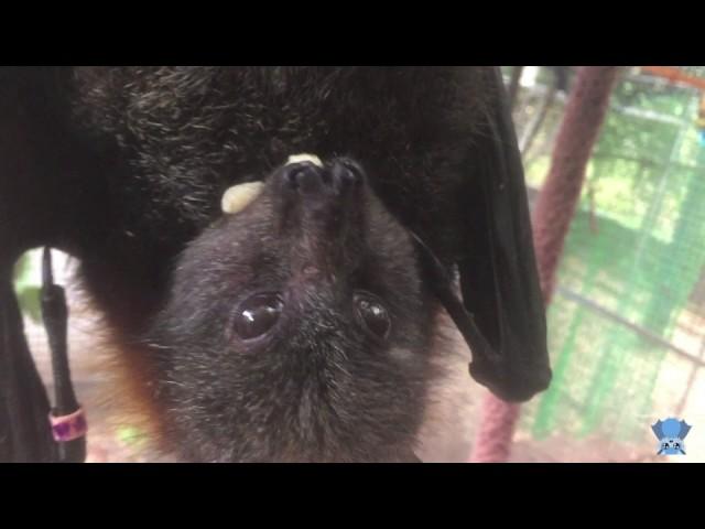 Flying-Fox eats banana:  this is Dave