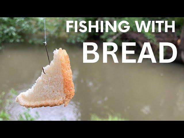 Catching GIANT Fish with BREAD!