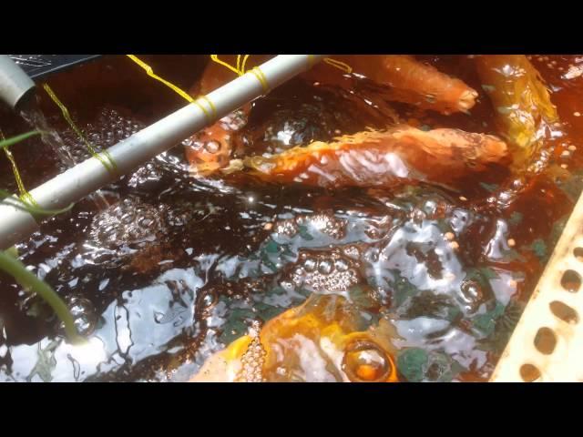 楊錦龍養的紅尼羅魚