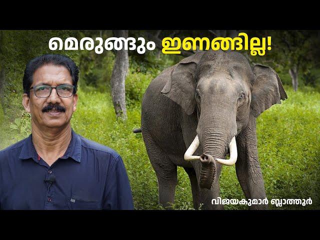 ആനജീവിതം, അധികമറിയാത്ത ആനക്കാര്യങ്ങൾ Amazing facts about elephants #elephant #malayalam #ആന #facts