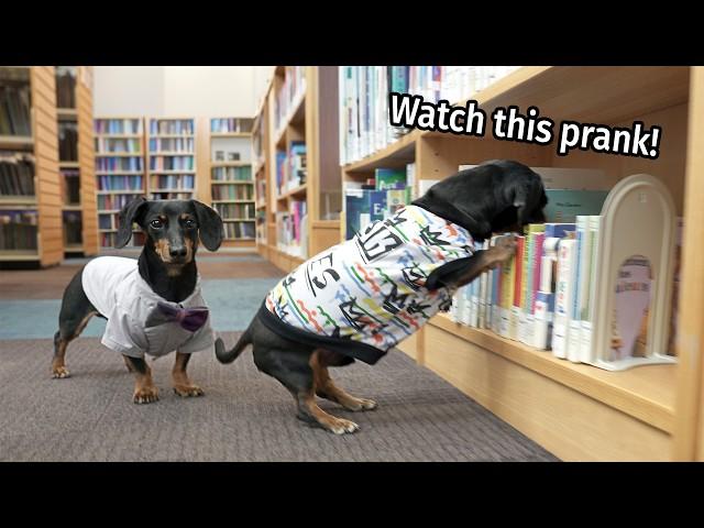 Ep #5: The Dogs Go to The Library! - Cute & Funny Dachshund Video!