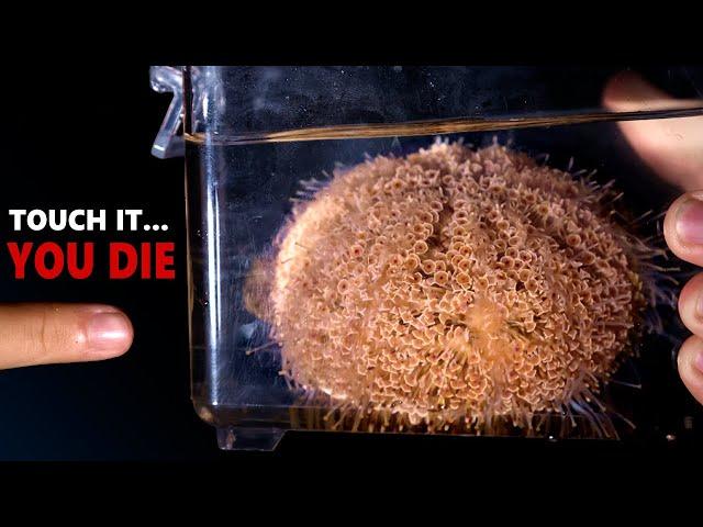 The WORLD'S DEADLIEST Sea Urchin!