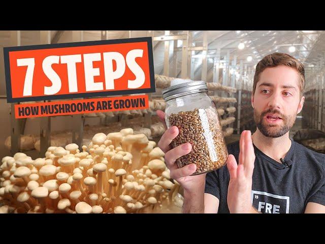 The 7 Basic Steps Of Mushroom Cultivation (How Most Mushrooms Are Grown)