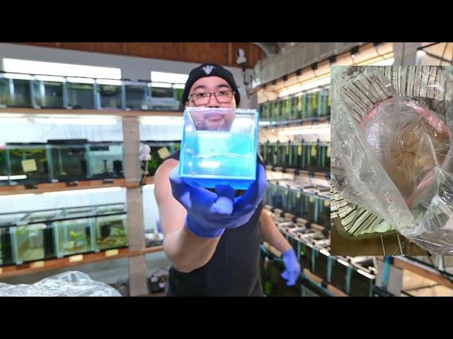 Unboxing 50+ Bettas - Guppies and more from Thailand and Indonesia all the way to Hawaii!