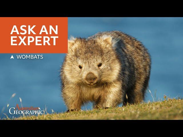 Wombats: The World's Weirdest Animal