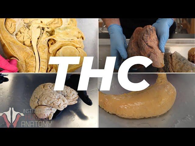 The Anatomy of THC cannabinoids