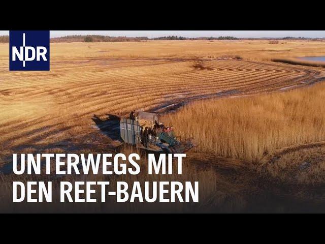 Reet: Ernten, wo andere nicht hinkommen | Die Nordreportage | NDR Doku