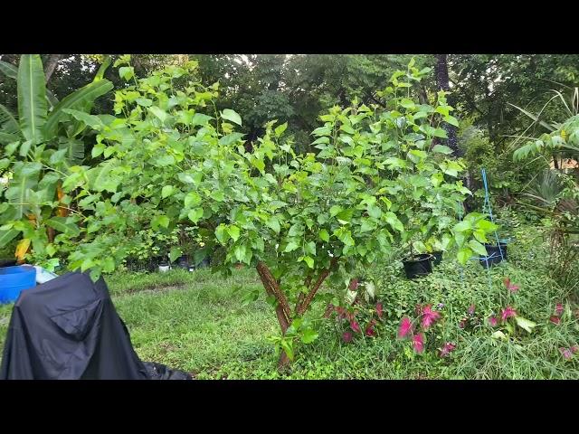 Pruning Mulberry trees 1 month Update part 1...Aug. 23rd 2021 central Florida zone 9B