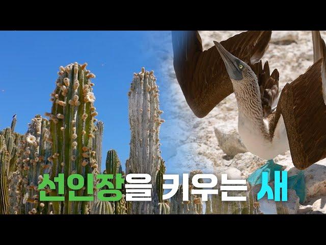 (4K UHD) 선인장을 키우는 새┃모든 것은 연결되어 있다┃김남길 배우 나레이션┃자연다큐멘터리＜커넥션＞