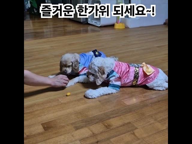 즐거운 한가위 되세요~! #코카푸 #cockapoo #바다 #여름 #오늘도맑음 #강아지옷 #강아지한복 #추석 #명절 #설날 #간식손에올리기