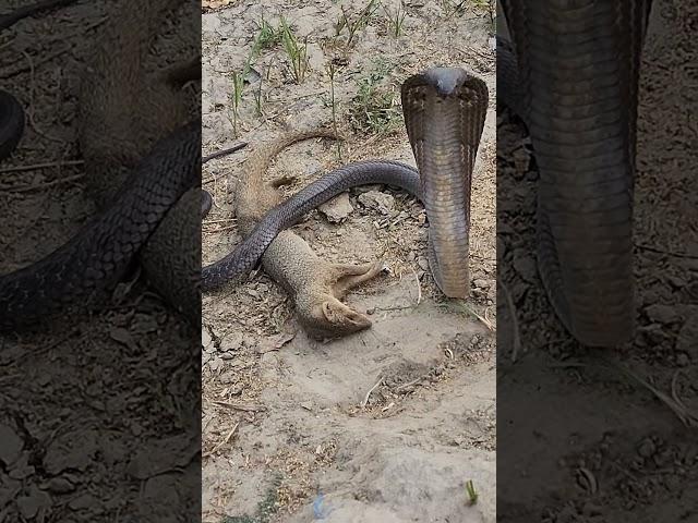 Mongoose couldn't survive infront of Black Cobra Snake