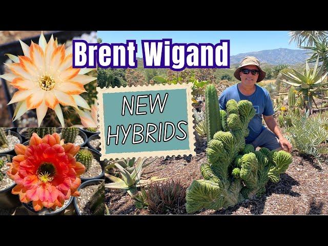 New Cactus Hybrids with Brent Wigand