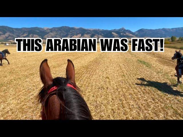 Galloping an ARABIAN in Montana!  This horse was SO FAST!