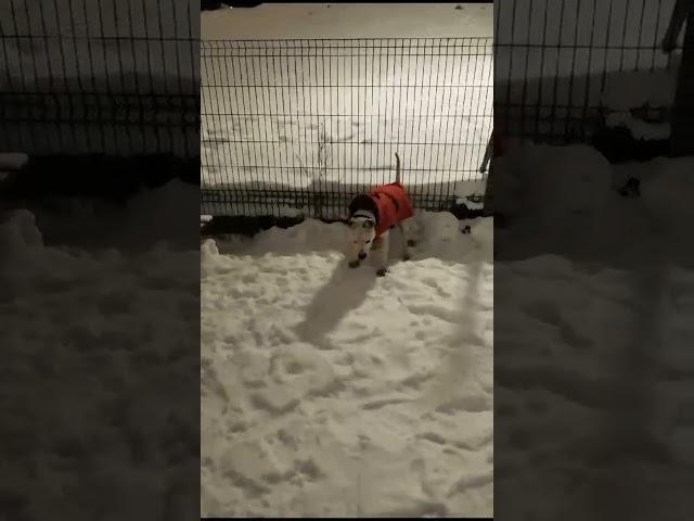 Белый самурай