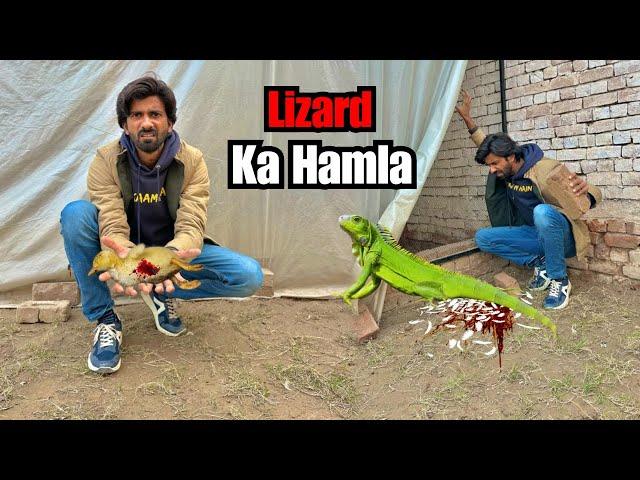 Big Lizard Duck Babies Kha Gayi 