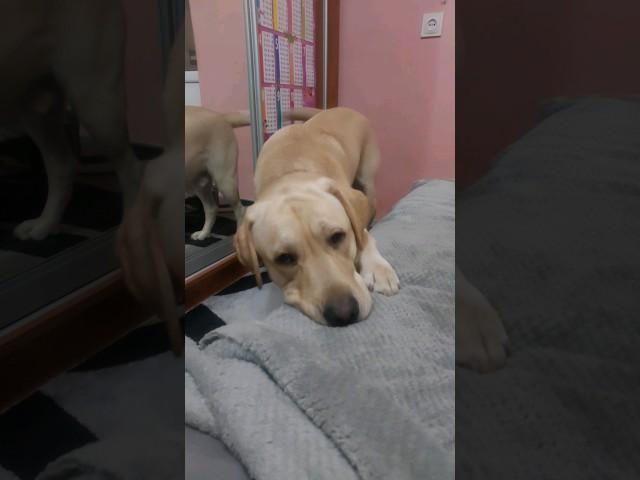 Labrador Troy ‍