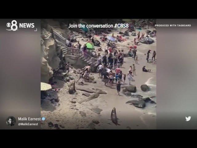 La Jolla Cove sea lions chase each other, charge tourists in viral video