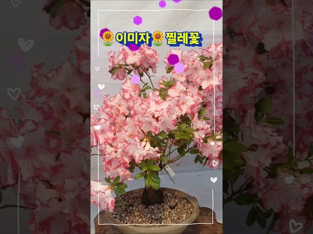 #이미자 #찔레꽃