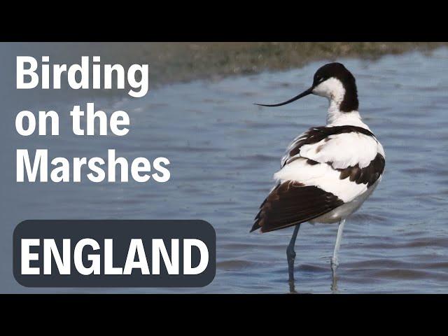 Birding on the Marshes | Virtual Birding Trip to Higham Marshes