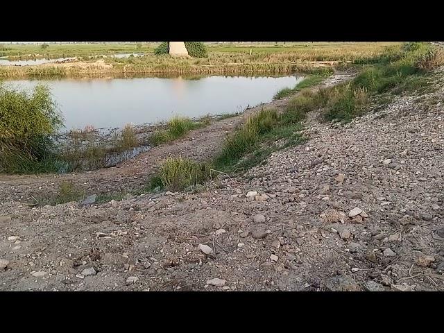 Village tour Fish Farm and Rice