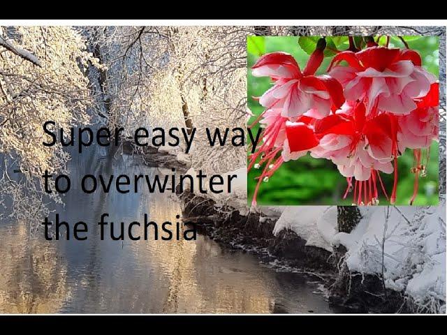 Super easy way to take care of the fuchsia plant in the winter...