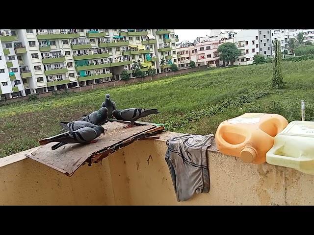 Vs Greater Sangam video fancy pigeon loft lWorld Unique Amazing pigeons video l fancy pigeon Breeds