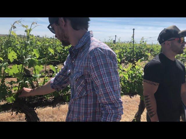 Caleb Foster, winemaker at J. Bookwalter tours Conner Lee Vineyard with team in late Spring 2020