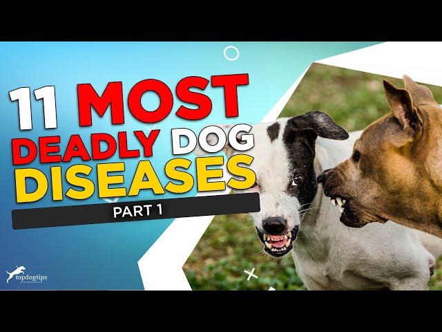 Part 1: 11 Most Deadly Dog Diseases