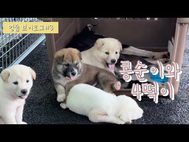 멍줍 VLOG#3 | 콩순이와 떡이들의 재회, 그리고 콩순이의 이야기
