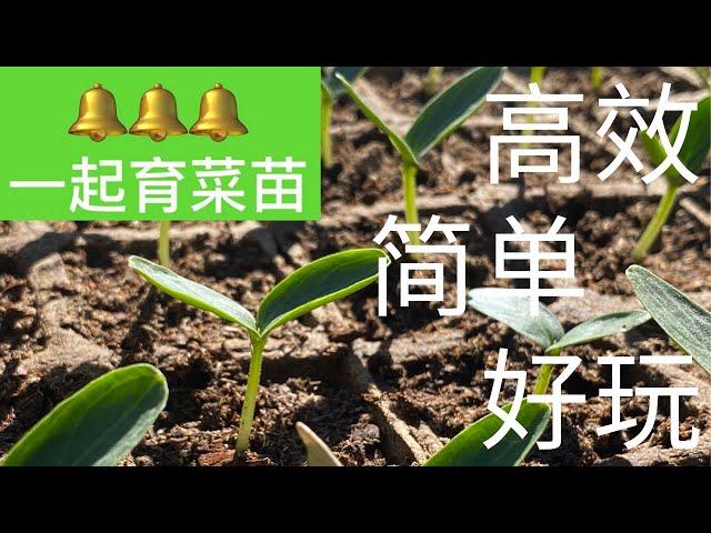 【种菜】育苗啦！简单高效育苗法 | Let's start seeds