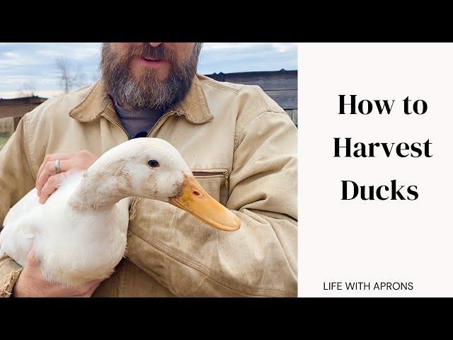 How to Harvest Ducks