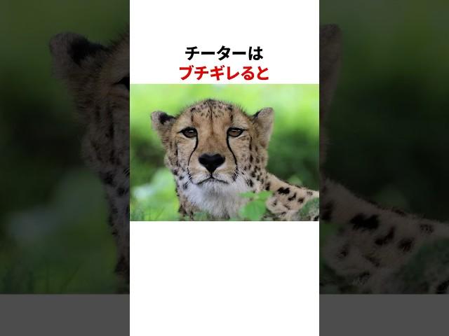 「勘違いされてる猛獣」チーターの意外な雑学part2 #shorts
