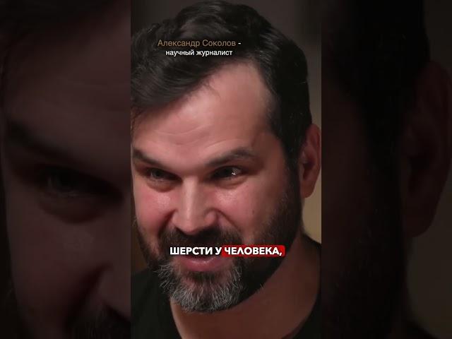 Как появились кошки-сфинксы