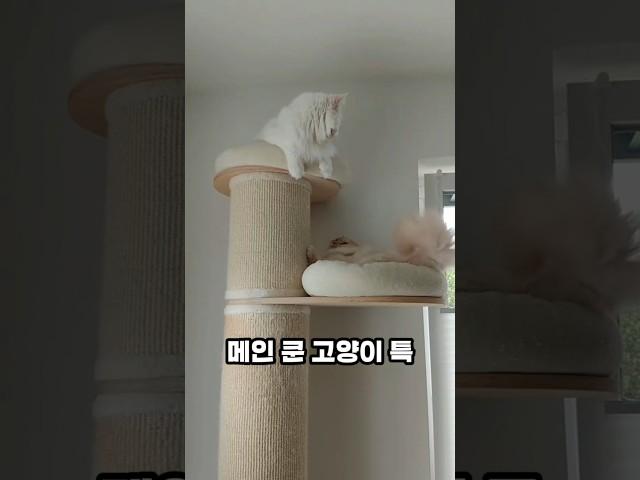 메인쿤 고양이 특징