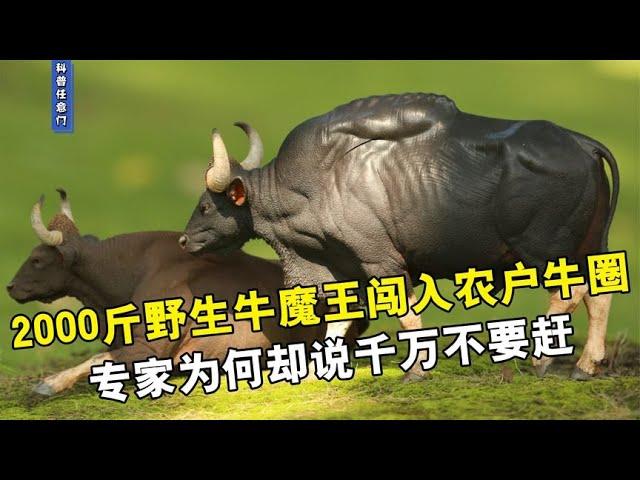 2000斤野生牛魔王，闯入云南牛圈，专家为何却说千万不要赶！【科普任意門】